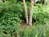 river birch, itea virginica, fothergilla, christmas fern